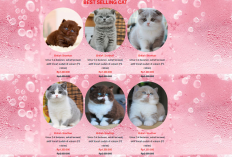 Sebelum Adopsi! Perhatikan 6 Biaya yang Kamu Perlukan Untuk Memelihara Kucing Anggora, Apa Aja?