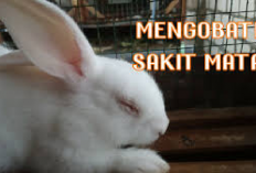 4 Cara Mengobati Sakit Mata Pada Kelinci, Peternak Rabbit Wajib Tau, Apa Aja Ya? Berikut Tipsnya Cekidot