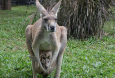 5 Fakta Unik Kanguru yang Dijuluki Sebagai Marsupial Terbesar Karna Kentung di Perutnya, Yuk Simak Apa Aja?