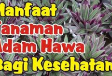 6 Manfaat Tanaman Adam Hawan Bagi Kesehatan, Obat Herbal Alami yang Harus Ada Dirumah Nih Moms!