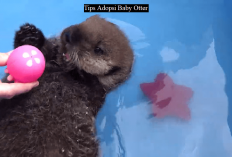 Owner Harus Tau 7 Tips Ini Sebelum Adopsi Baby Otter, Apa Aja Tuh? Cekidot!