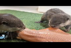 6 Manfaat Daging Ikan Salmon untuk Baby Otter, Owner Wajib Beliin Nih!