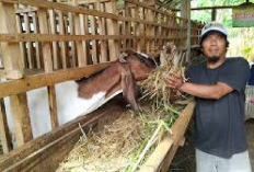 Info Ternak, Peternak Wajib Cobain Resep Pakan Comboran Terbaik Untuk Kambing Jamin Gemuk dan Sehat! 