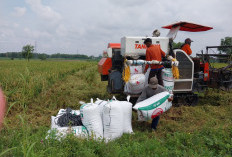 Kabar Gembira untuk Petani, Himbara Fasilitasi KUR Hingga Rp 300 Triliun, Tanpa Agunan Juga Bisa Bro!