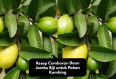 Info Ternak, Resep Comboran Daun Jambu Biji untuk Pakan Kambing, Solusi Alternatif Bagi Sobat Peternak Pemula