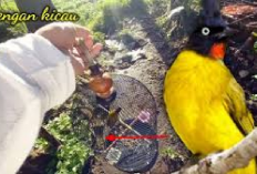 Kicau Mania Berikut Tips Makanan dan Cara Merawat Burung Kutilang Emas Agar Gacor Bersuara Tiap Hari, Cekidot!