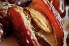 Manfaat Biji Kurma untuk Kesehatan! 5 Khasiat Luar Biasa yang Jarang Diketahui