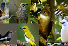 3 Tips Melatih Burung Kutilang Agar Memiliki Kicau yang Indah dan Aktif Sepanjang Hari, Bikin Makin Gacor Cuy