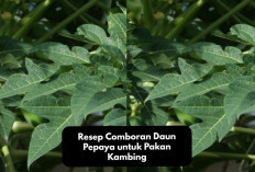 Info Ternak, Resep Comboran Daun Pepaya untuk Pakan Kambing, Peternak Milenial Wajib Tiru! Cek Disini