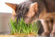 Cat Lover Wajib Tau Nih! Manfaat Mangkonsumsi Rumput Gandum Bagi Kesehatan Kucing, Simak Penjelasannya di Sini