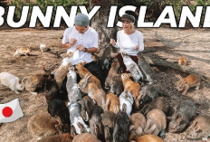 5 Fakta Okunoshima, Pulau di Jepang yang Hanya Dihuni Kelinci