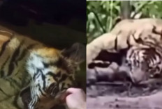 Viral! BKSDA Sumbar Evakuasi Anak Harimau Sumatera yang Terjerat Perangkap Babi di Agam