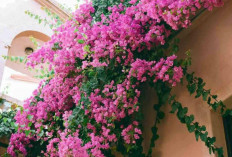 5 Tanaman Rambat Cantik untuk Pagar Rumah: Estetik, Sejuk, dan Mudah Dirawat! 