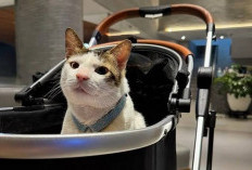 Mewah! Ini Harga Stroller Bobby Kertanegara Kesayangan Prabowo, Dari Jalanan jadi Kucing Istana 