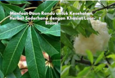 Manfaat Daun Randu untuk Kesehatan, Herbal Sederhana dengan Khasiat Luar Biasa!