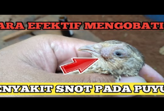 6 Cara Mengatasi Masalah Snot Pada Burung Puyuh Solusi Atasi Penyakit Hewan Ternak