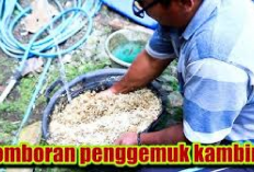 Racikan Comboran Khusus untuk Penggemukan Kambing, Jamin Auto Gemoy dan Sehat, Buktiin Kalau Gak Percaya!