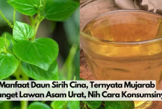 9 Manfaat Daun Sirih Cina, Ternyata Mujarab Banget Lawan Asam Urat, Nih Cara Gampang Konsumsinya.. 