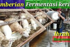 Info Ternak, Pemberian Pakan Fermentasi pada Kambing dan Domba dari Limbah Pohon Jagung Kering, Kepoin Tipsnya