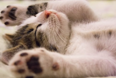 Cat Lovers Harus Tau! 6 Sifat yang Dimiliki Oleh Kucing Peliharaanmu, Apa Aja?