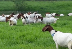 Peternak Tau Gak? Cara Intensif Beternak Kambing Modern dan Bebas Bau, Berikut Tips yang Perlu Diketahui