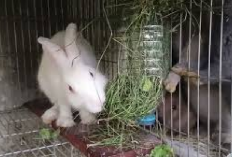 5 Manfaat Timun untuk Pakan Kelinci, Bunny Lovers Simak Ini! No 1 Pasti Gak Nyangka Kenapa?