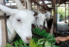 Peternak Udah Tau Belum? Jenis dan Biaya Pakan untuk Ternak Kambing Perah, Berikut Rinciannya!