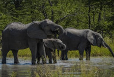 Badai El Nino Mengancam Populasi Gajah 45 Ribu Ekor, ini Jumlah yang Telah Mati! 