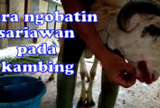 Peternak Wajib Tau! 4 Cara Mudah Mengobati Gejala Sariawan pada Kambing Ternak, Cek Disini Tipsnya