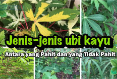 Kenali 5 Jenis Daun Ubi Kayu: Memahami Perbedaan Antara yang Pahit dan yang Tidak Pahit