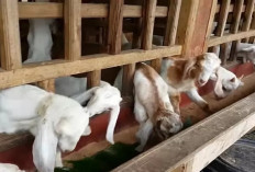 Wajib Tahu! Potensi Besar Ternak Kambing Pedaging dengan Keuntungan Berlipat Ganda Bagi Pemula, Kuy Cobain