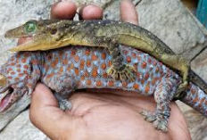 Awas Keliru! 5 Perbedaan Gecko Hias dan Tokek Hutan, No 1 Paling Penting Kenapa? Cekidot...