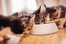 5 Rekomendasi Makanan Untuk Baby Kitten Dari Awal Lahir Hingga Umur 1 Tahun, Apa Aja?