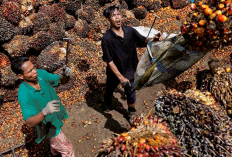 Harga Sawit Naik, Karet Masih Menguntungkan! Cek Perbandingan Harga Komoditas Sumatera Awal Juli 2026 