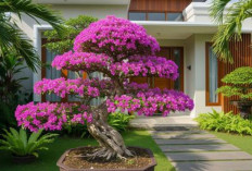 Tak Perlu Lahan Luas, 3 Pohon Mini Berbunga Ini Bisa Sulap Teras Jadi Taman Cantik! 