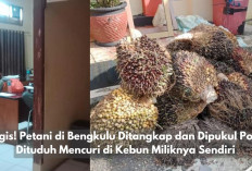 Pilu! Petani di Bengkulu Ditangkap dan Dipukul Polisi, Dituduh Mencuri di Kebun Miliknya Sendiri