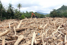 Misteri Kayu Gelondongan Banjir Tapanuli: Menteri LH Bongkar Fakta Mengejutkan!
