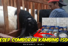 Resep Comboran Kambing PE untuk Kapasitas 1500 Ekor di Kandang Ternak, Solusi Menekan Biaya Pakan Peternakan!