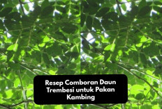 Tips Peternakan! Resep Comboran Daun Trembesi untuk Pakan Kambing, Solusi Alternatif Menggemukan Hewan Ternak