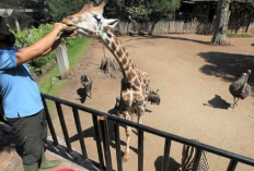 5 Destinasi Wisata Kebun Binatang yang Wajib Kamu Kunjungi Bersama Keluarga, Yuk Simak Apa Aja?