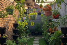 3 Ide Kreatif Kebun Buah Mini: Panen Buah Tropis Sepanjang Tahun di Rumah Sempit!  
