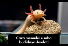 Ide Bisnis, 8 Cara Memulai Usaha Budidaya Axolotl, Cuan Puluhan Juta 1 Kali Panen, Tertarik Mencoba?