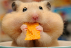Mengenal 4 Jenis Hamster Hewan Mungil dan Lucu Pasti Bikin Kamu Gemez, Yuk Simak Apa Aja!