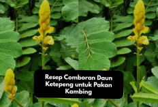 Praktis! Ini Resep Comboran Daun Ketepeng untuk Pakan Kambing yang Bergizi dan Lezat, Tertarik Mencoba?