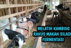 5 Manfaat Silase untuk Pakan Kambing Ternak, Tips Penggemukan yang Simple dan Murah! Kuy Cobain...