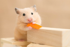 Ingin Adopsi Hamster? Perhatikan 3 Cara Agar Peliharaanmu Tidak Stress, Simak Penjelasannya di Sini
