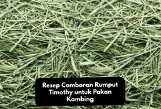 Inovatif! Resep Comboran Rumput Timothy untuk Pakan Kambing yang Enak dan Bergizi, Peternak Pemula Wajib Simak