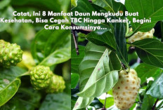 Catat, Ini 8 Manfaat Daun Mengkudu Buat Kesehatan, Bisa Cegah TBC Hingga Kanker, Begini Cara Konsumsinya...