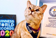 Rekor! Ini Dia 5 Deretan Kucing Terkaya di Dunia yang Penghasilannya Bikin Minder Manusia