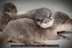 Owner Tau Gak Cara Bedain Jenis Kelamin Baby Otter Jantan dan Betina? Berikut 3 Tipsnya...